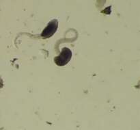 Image of Fasciola