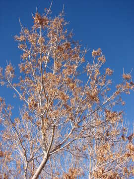 Image of velvet ash