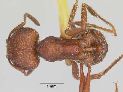 Image of Pogonomyrmex subdentatus Mayr 1870