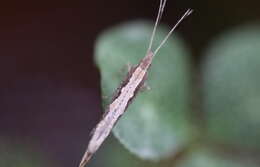 صورة Plutella xylostella Linnaeus 1767