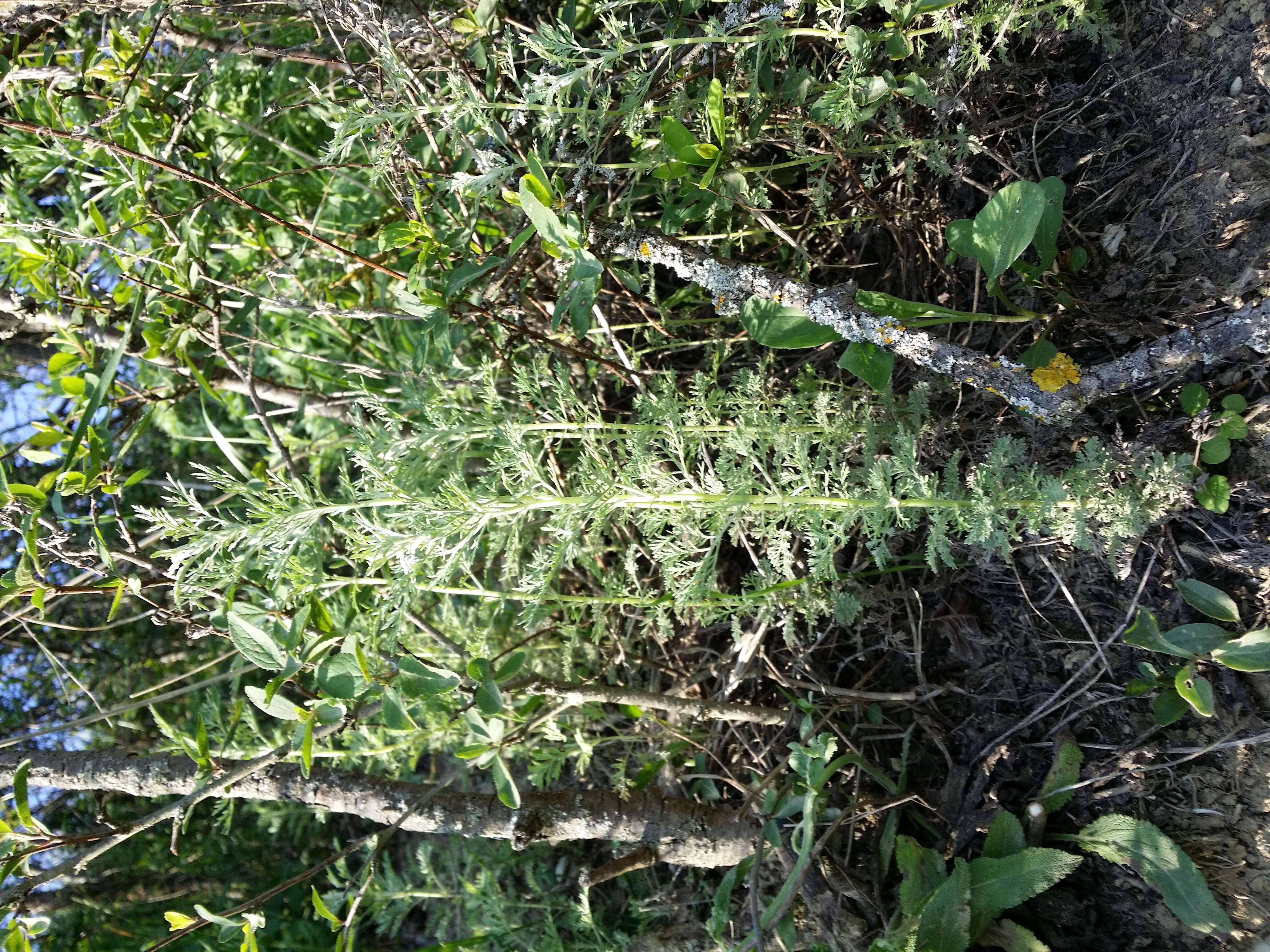 Image of Roman wormwood