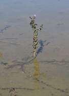 Image of Water Mint