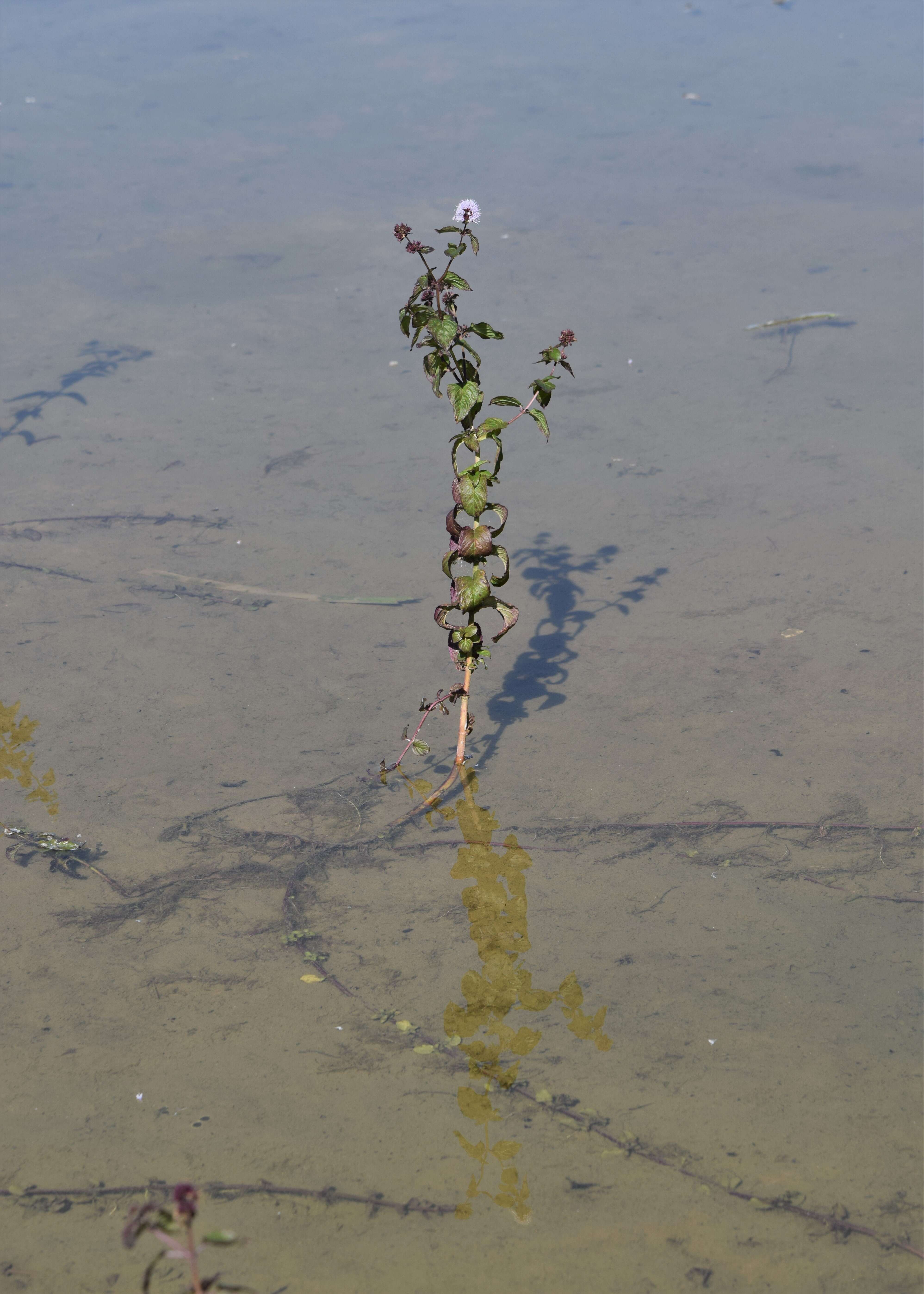 Image of Water Mint