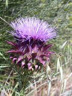 Image of Cynara humilis L.