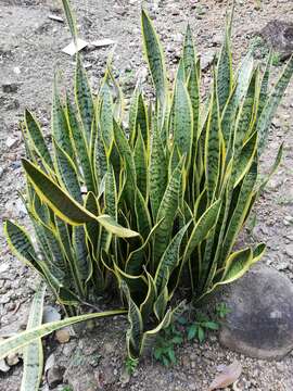 Imagem de Sansevieria trifasciata Prain