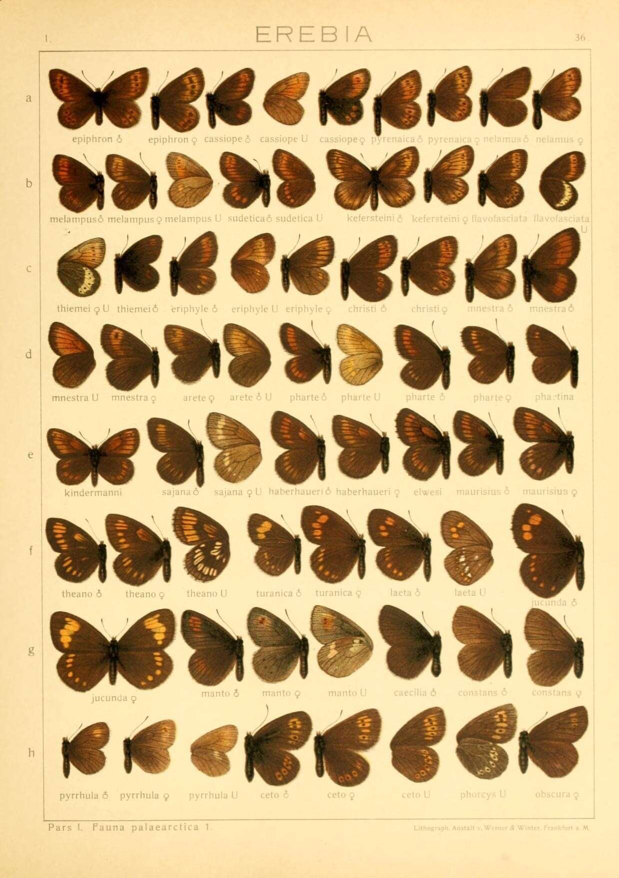 Image of Erebia kefersteinii Eversmann 1851