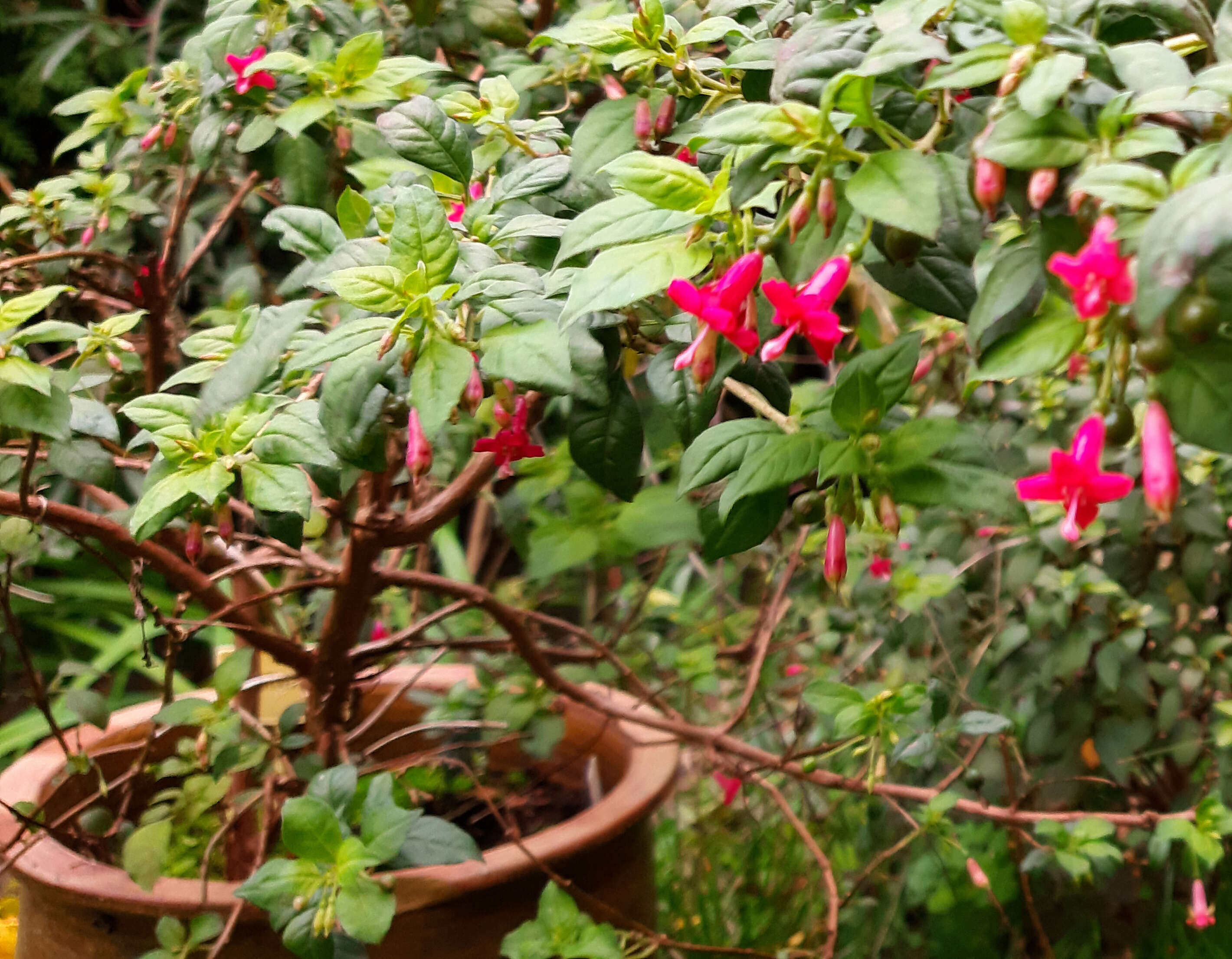 Image of Fuchsia