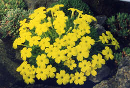 Image of Dionysia aretioides (Lehm.) Boiss.