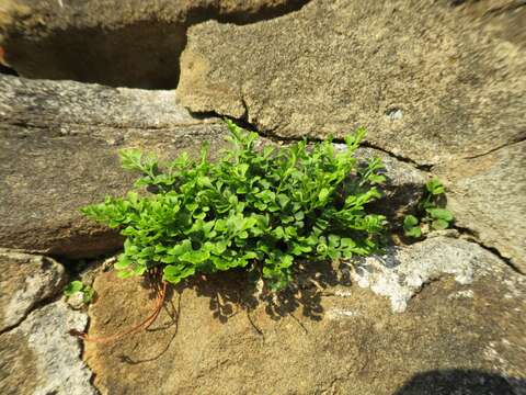 Image of Wall-rue