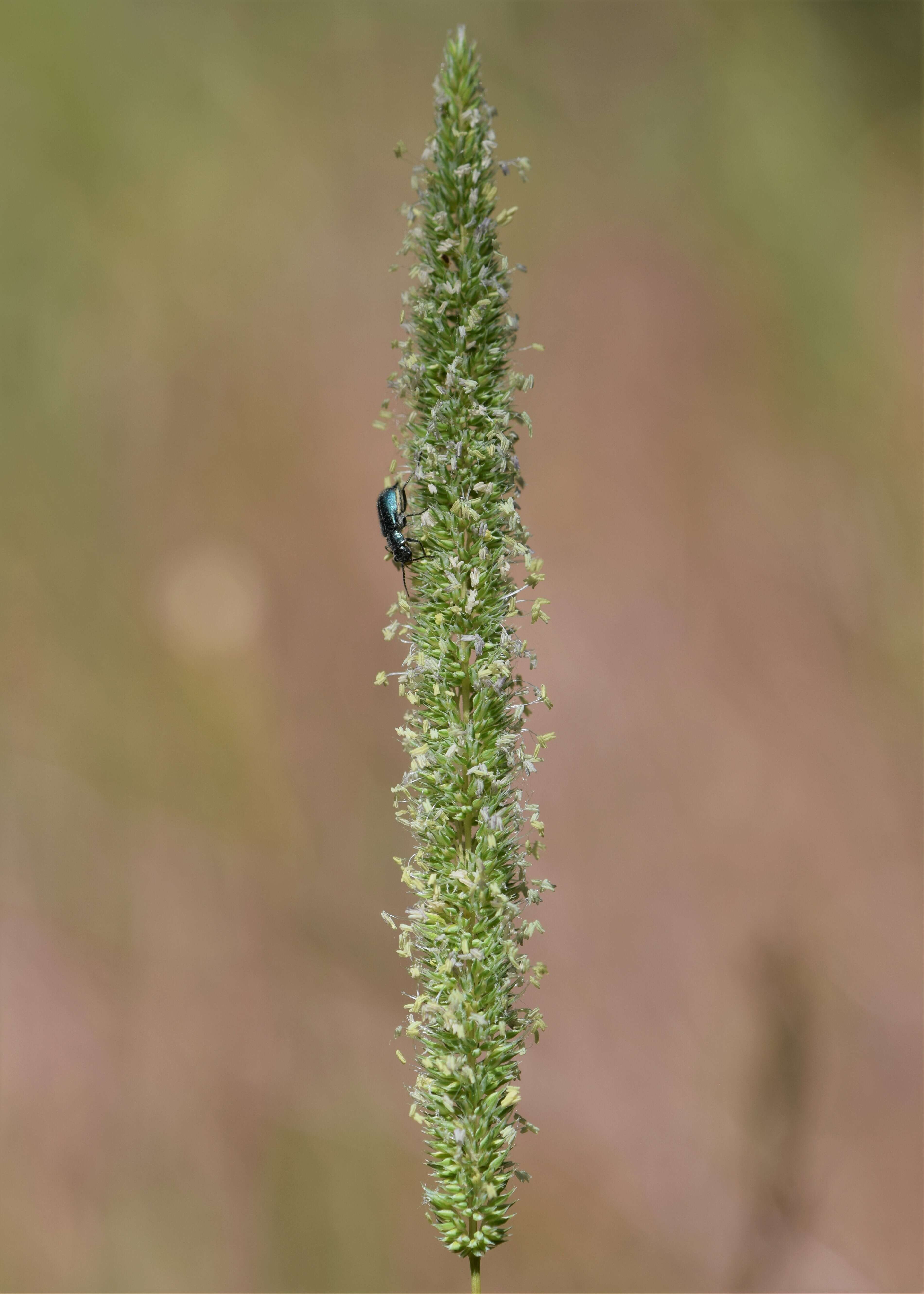 Image of Boehmer's cat's-tail