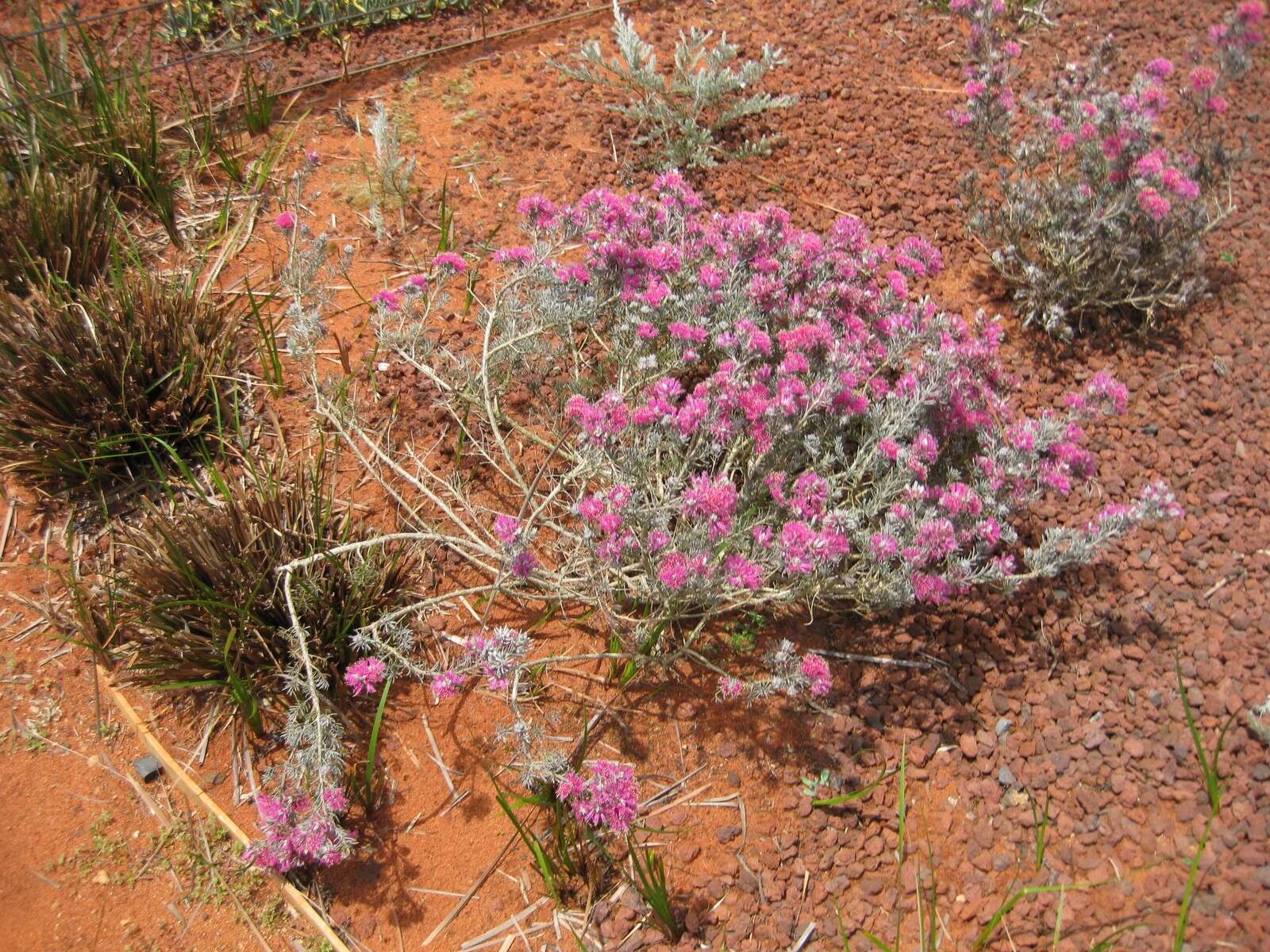 Image of Melaleuca trichophylla Lindl.