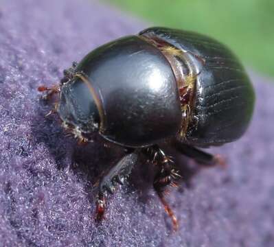 Image of black lawn beetle