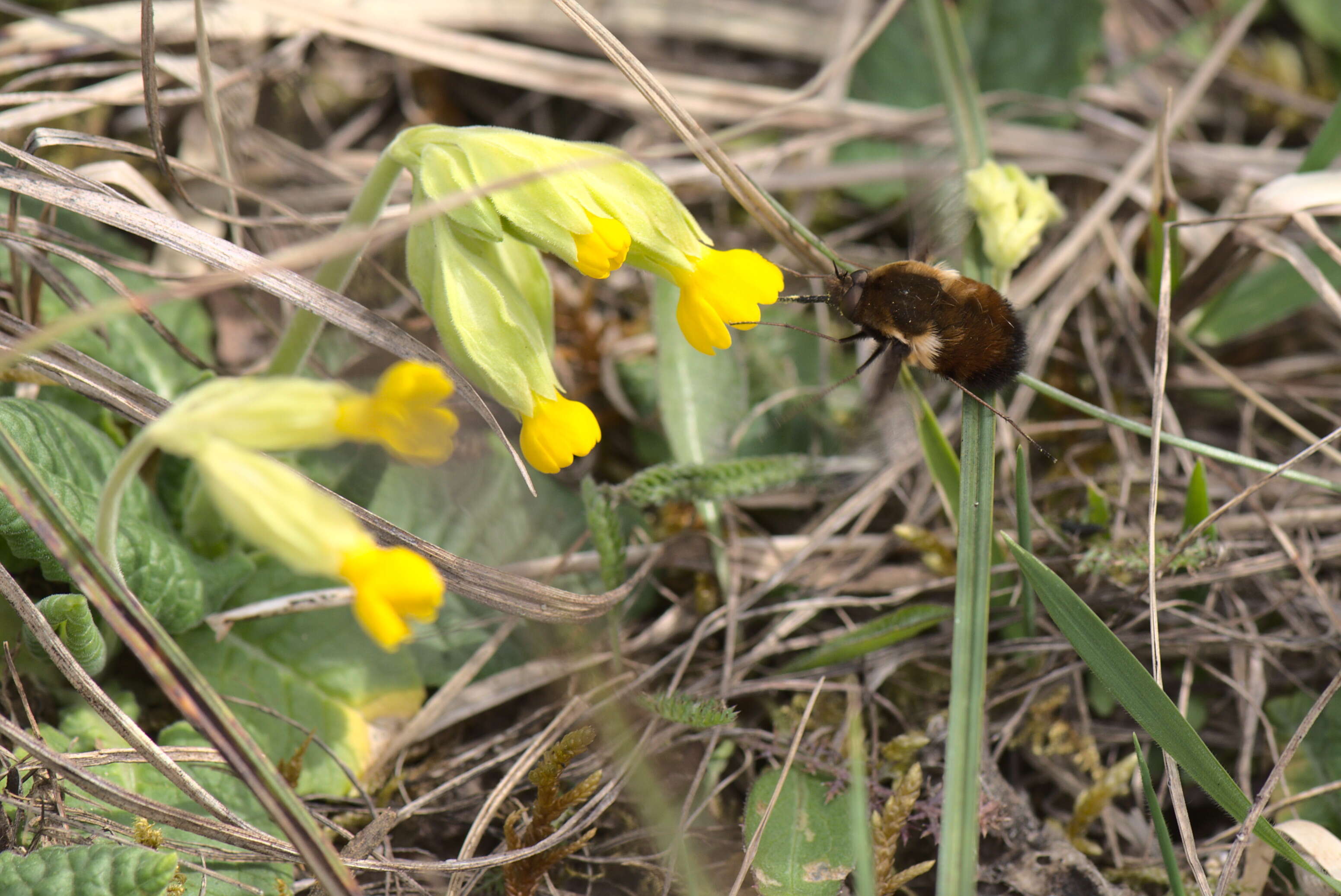 Image de Bombylius discolor Mikan 1796