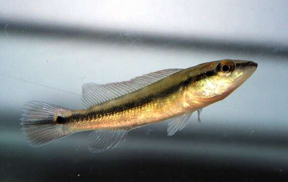 Image of Pike cichlid