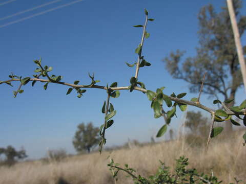 Image of African boxthorn