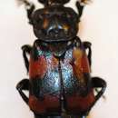 صورة Nicrophorus (Nicrophorus) encaustus (Fairmaire 1896)