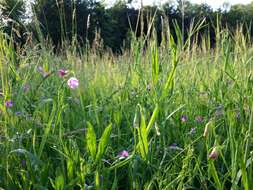 Lathyrus hirsutus L.的圖片