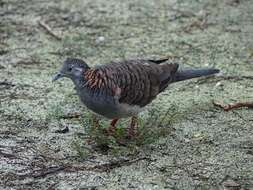 Image of Bar-shouldered Dove