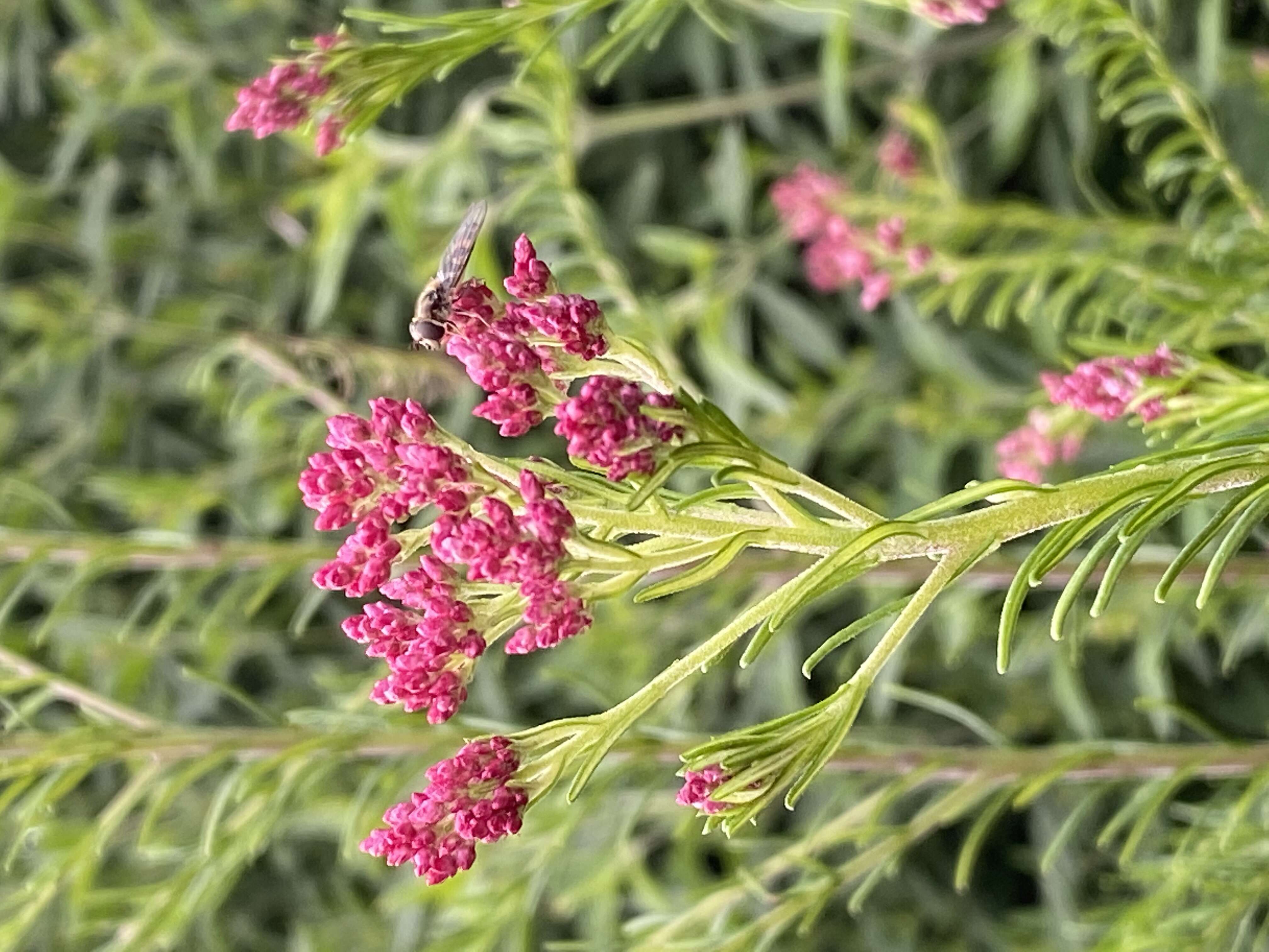 Image of Ozothamnus diosmifolius (Vent.) DC.