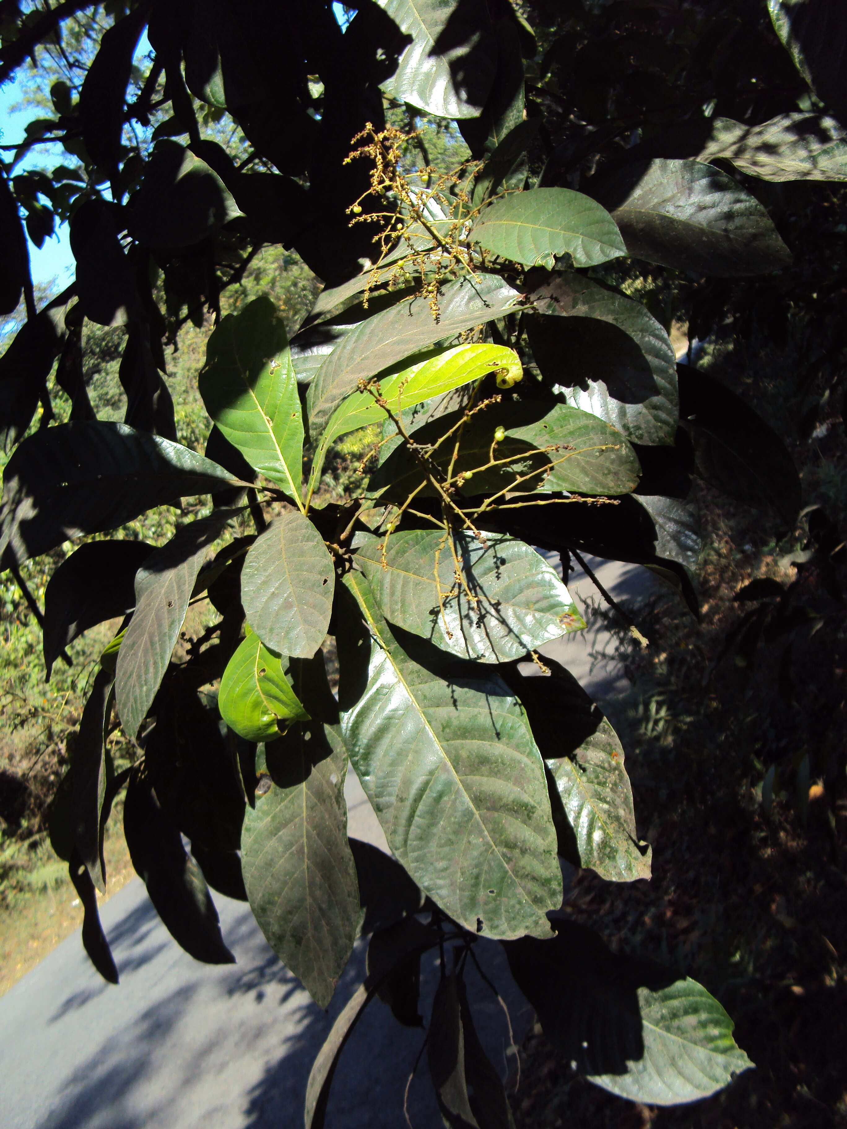 Plancia ëd Meliosma simplicifolia (Roxb.) Walp.