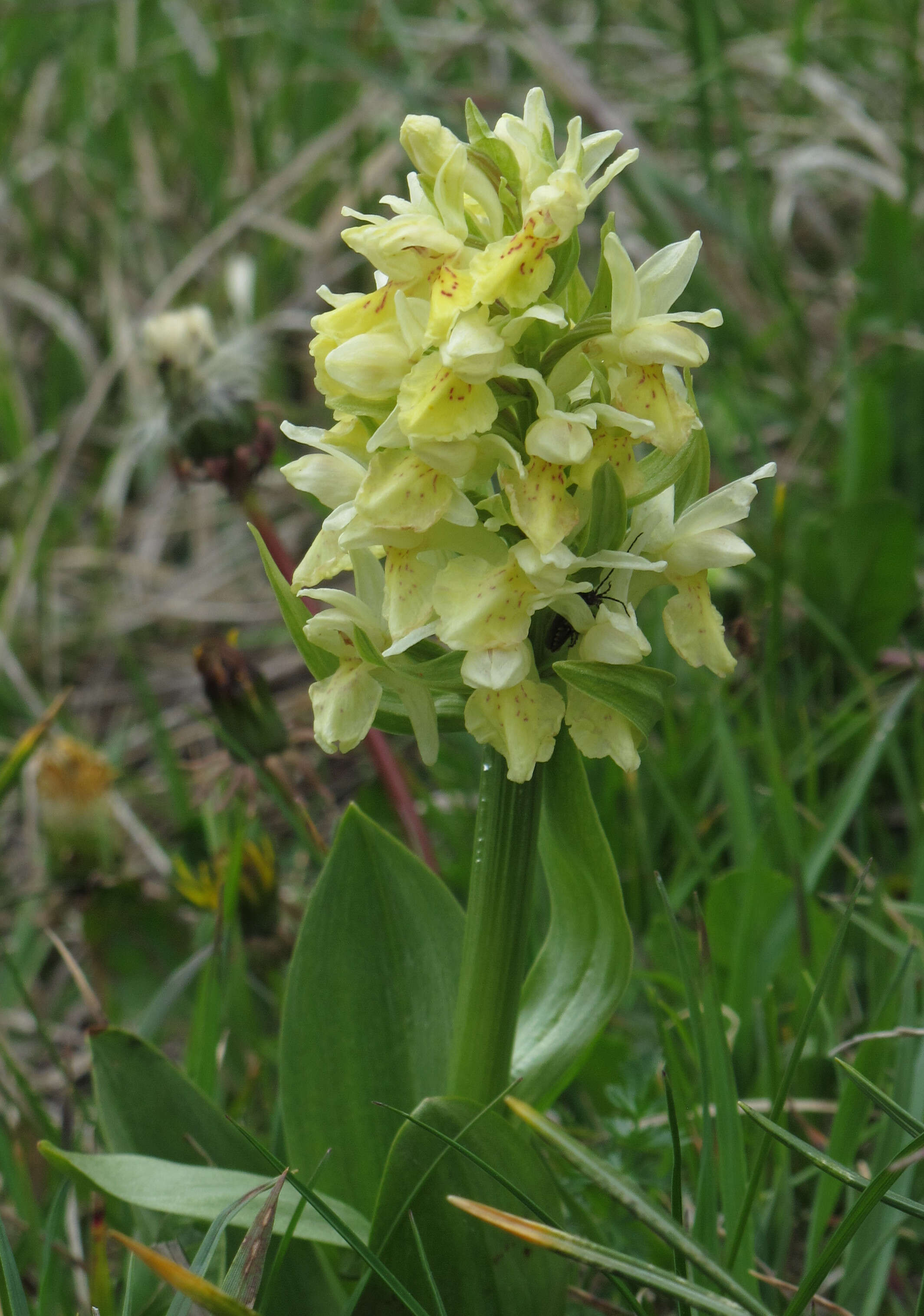 Image of Elder-flowered orchid