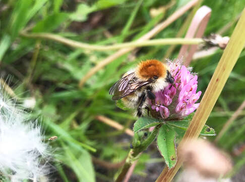 Image of Brown-banded carder bee