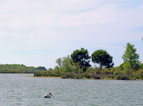 Image of Dalmatian Pelican