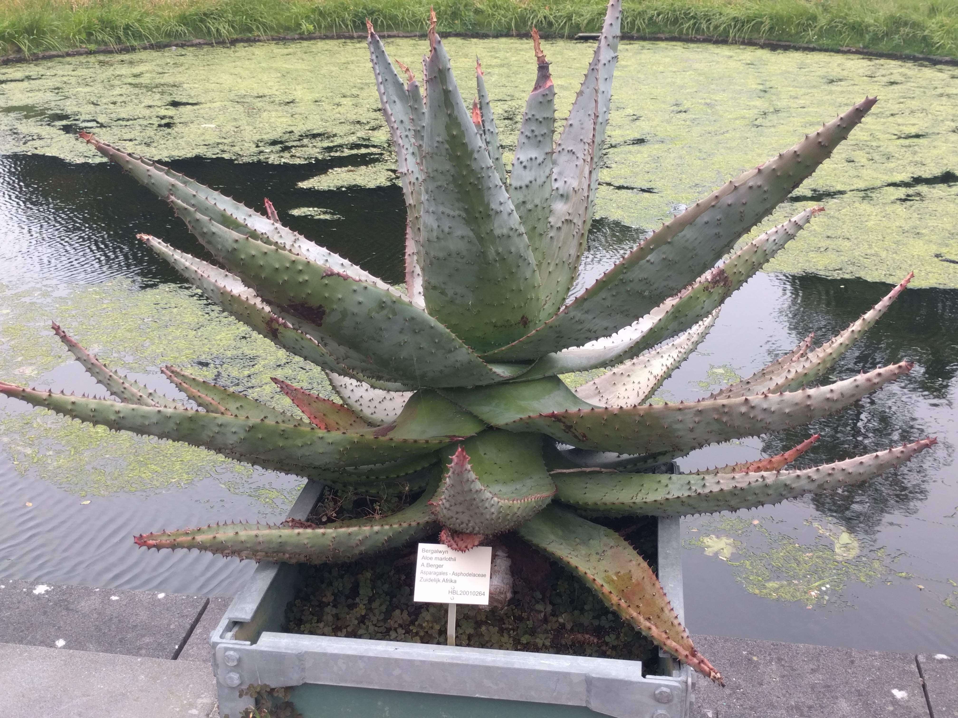 Image of Mountain aloe