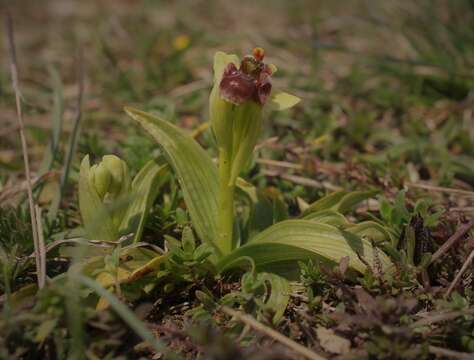 Image of Bumblebee orchid