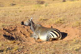 Image of Hartmann's Mountain Zebra