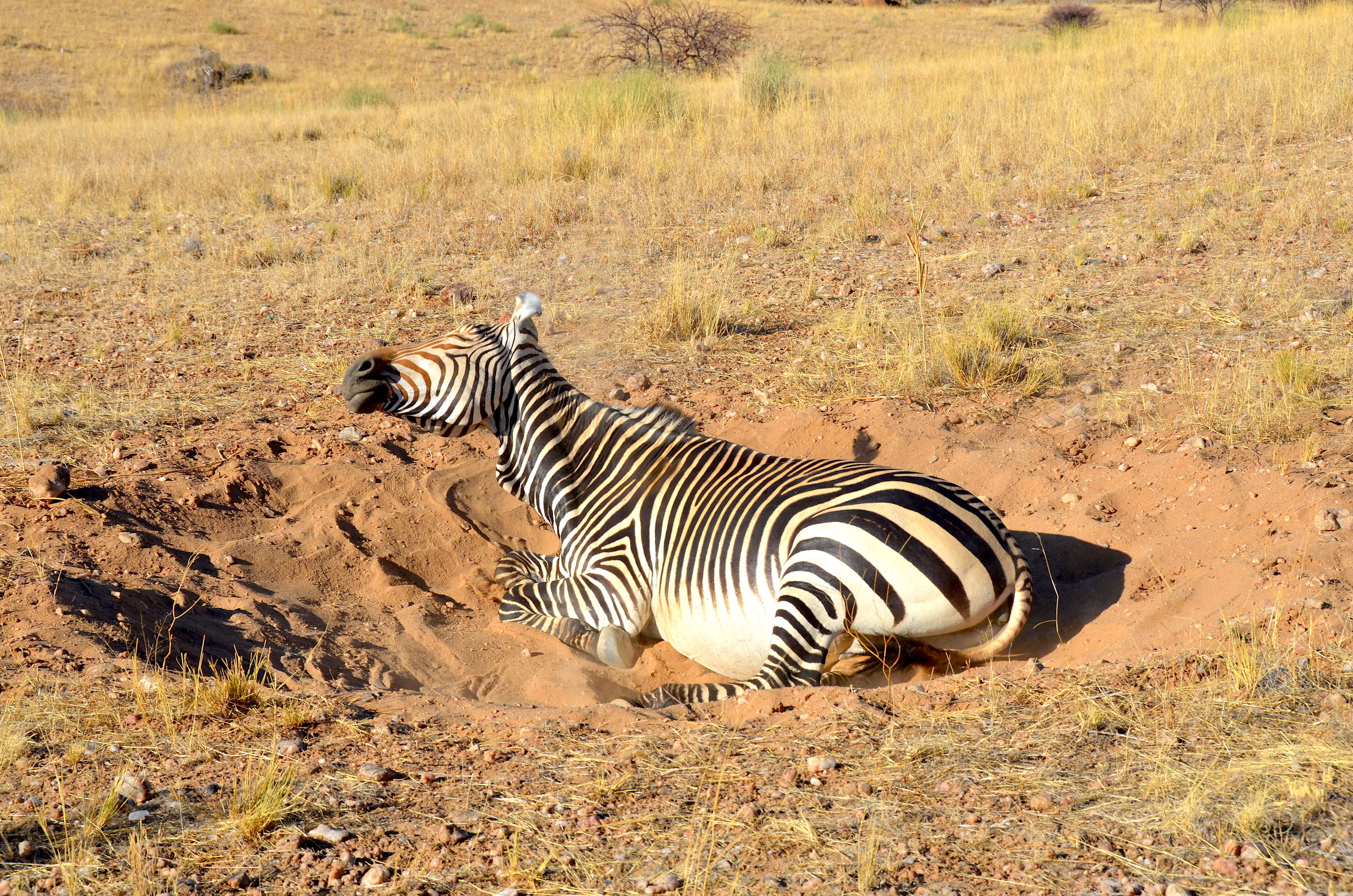 Image of Hartmann's Mountain Zebra