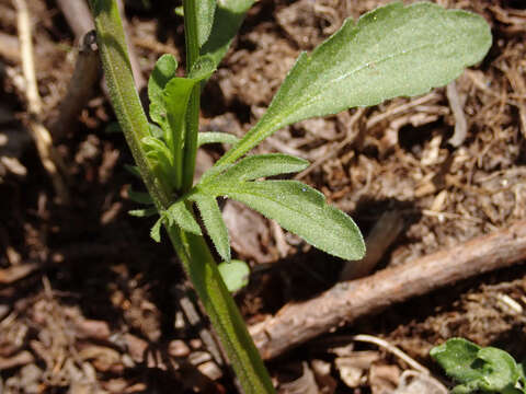 Image of Field Pansy