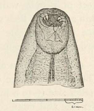 Image of Ancylostoma duodenale