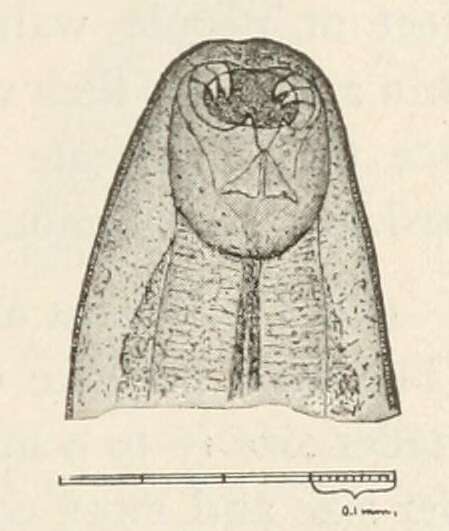 صورة Ancylostoma duodenale