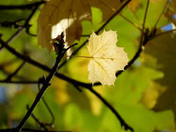 Image of Norway Maple