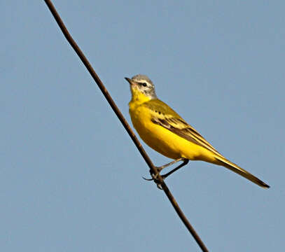 Image of Western Yellow Wagtail