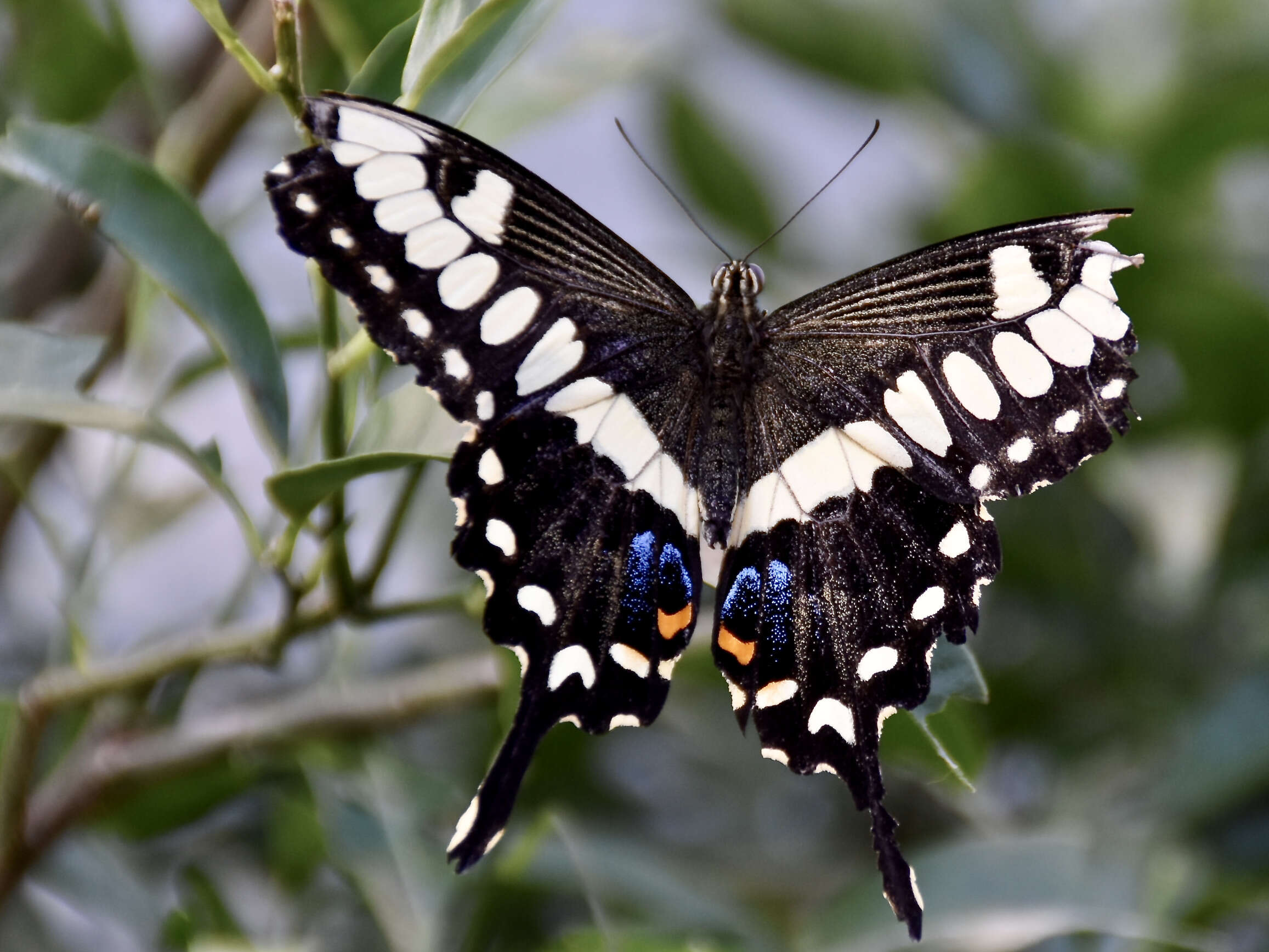 Sivun Papilio ophidicephalus Oberthür 1878 kuva