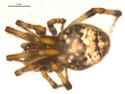 Image of Parasteatoda tabulata (Levi 1980)