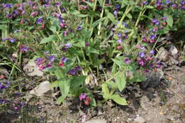 صورة Pulmonaria mollis Hornem.