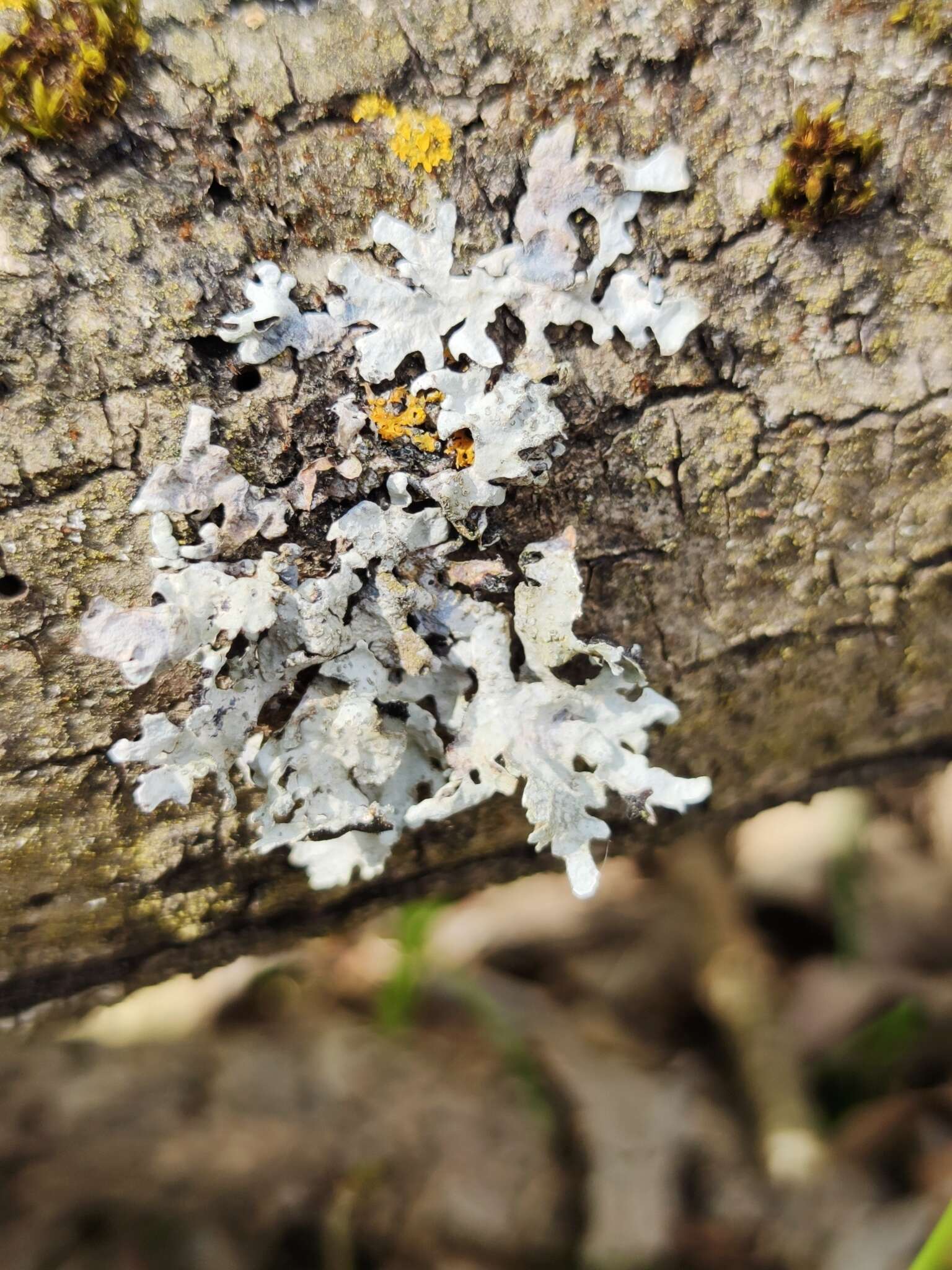 Image of Hammered shield lichen