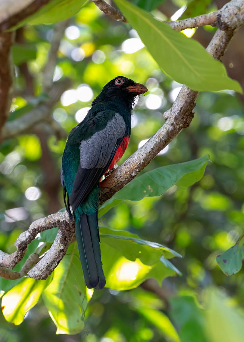 Imagem de Trogon massena Gould 1838