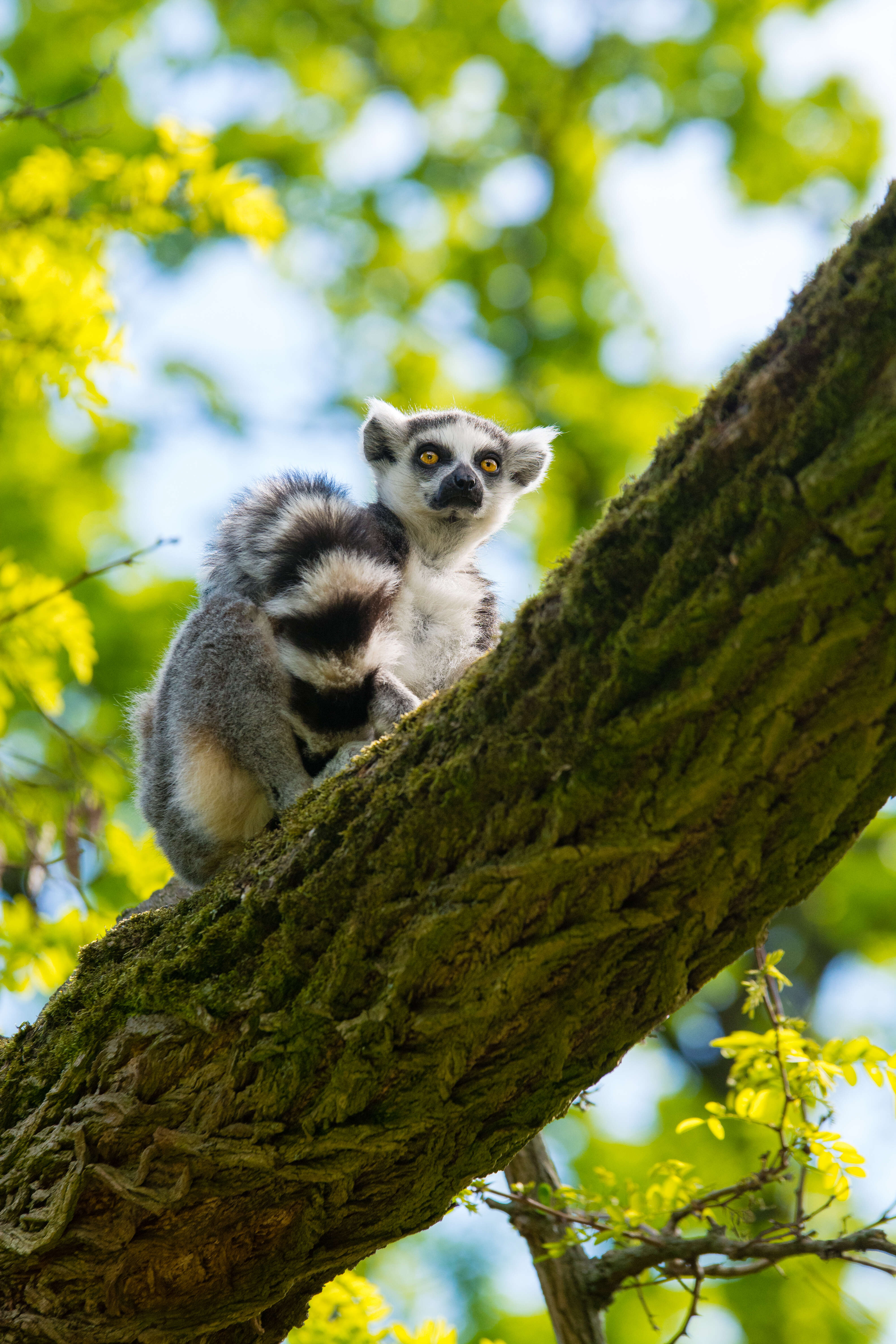 Image of Lemur Linnaeus 1758