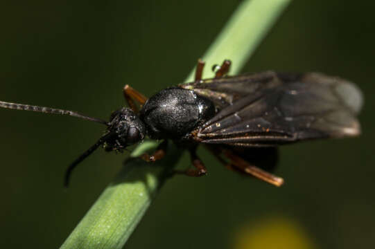 Image of Parasitoid wasp