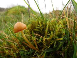 Imagem de Galerina graminea (Velen.) Kühner 1935