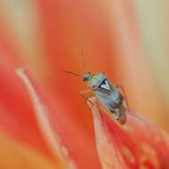 Image of plant bugs