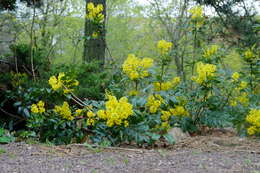 Image of Hollyleaved barberry