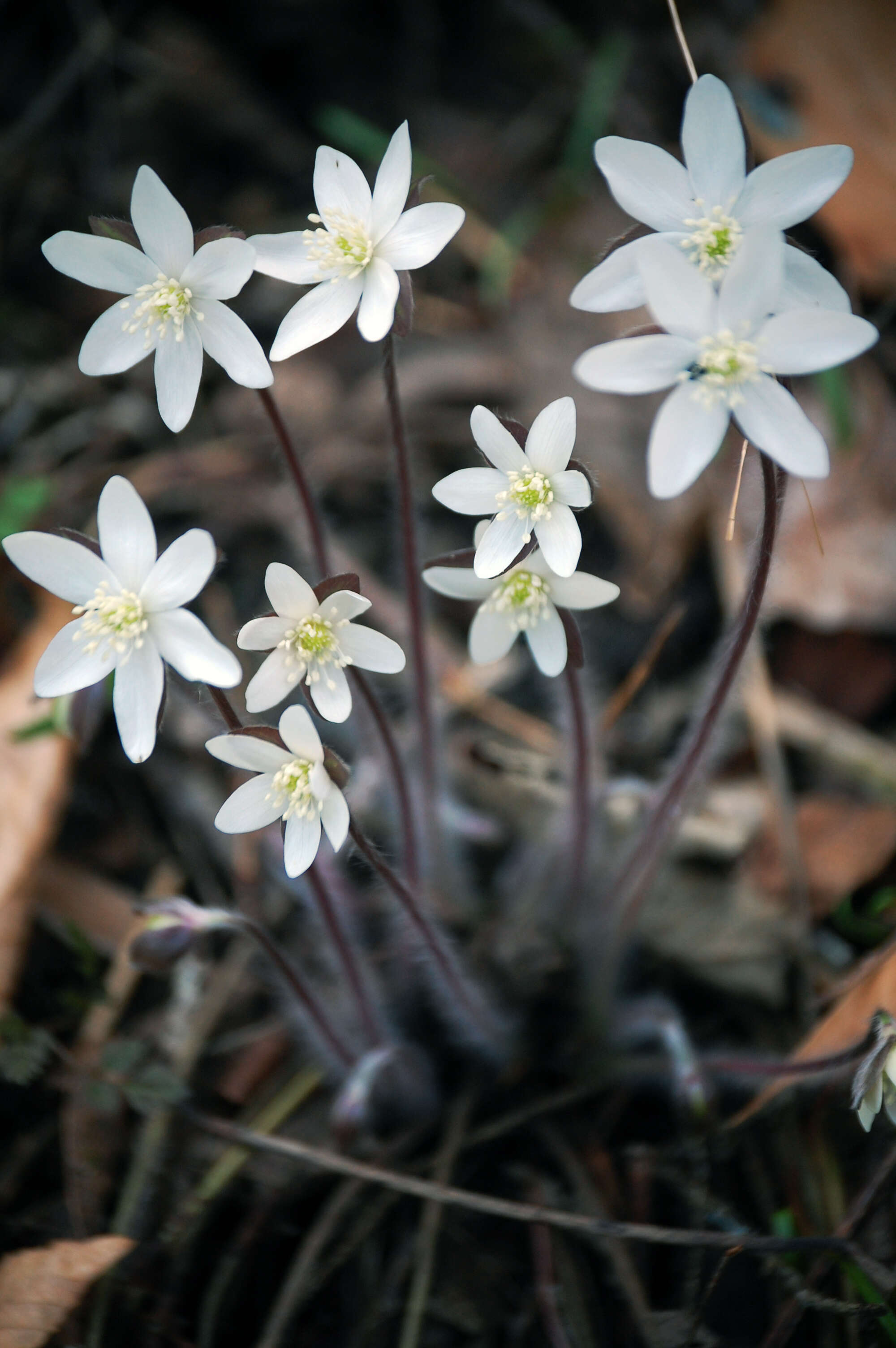 Image of roundlobe hepatica