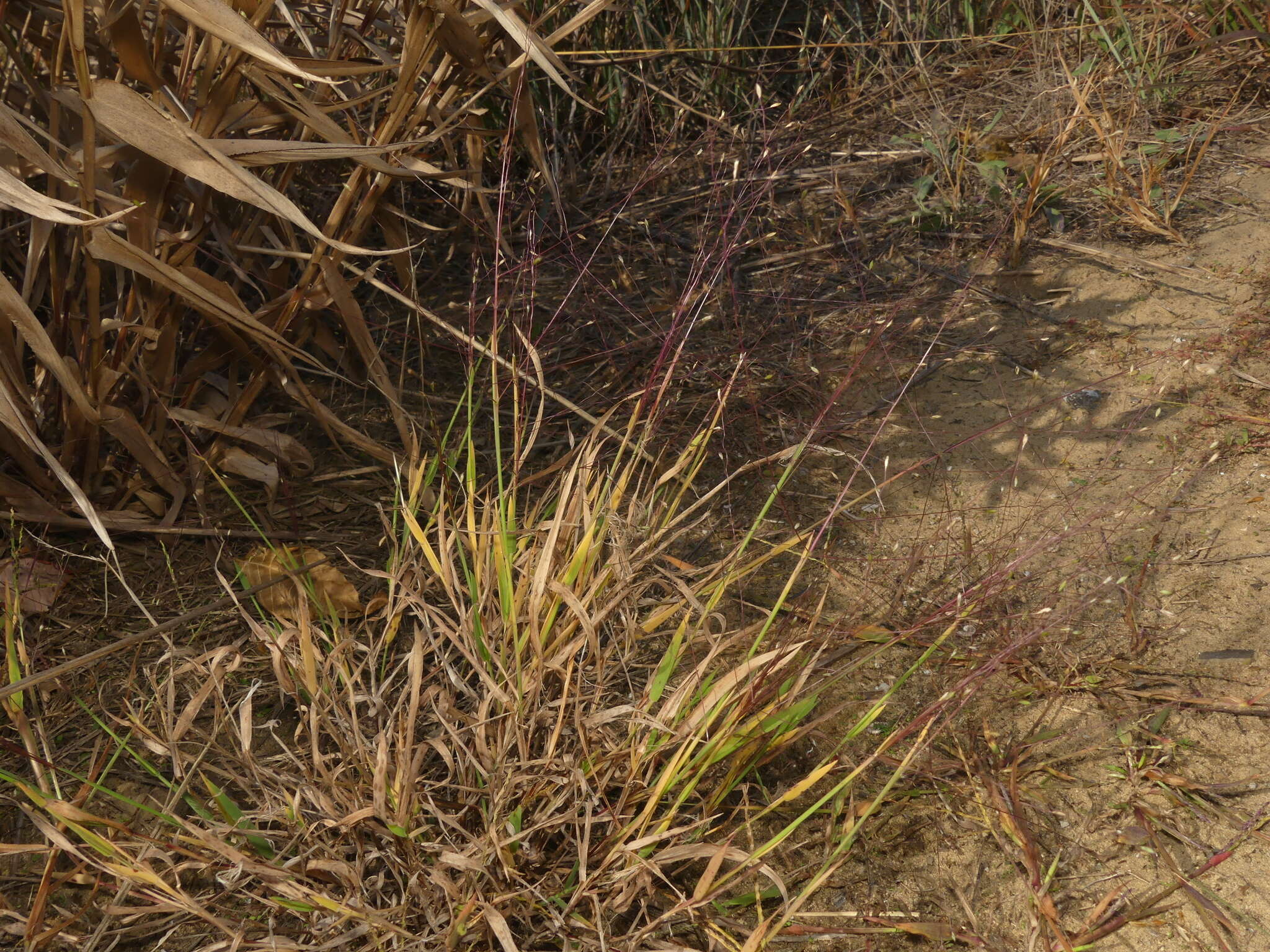 صورة Digitaria cognata (Schult.) Pilg.