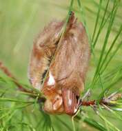 Image de Chauve-souris rousse