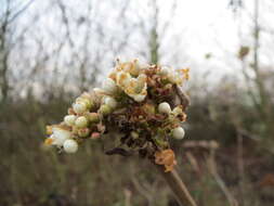 Image of Wayfaring-tree